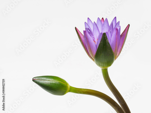 Fototapeta Naklejka Na Ścianę i Meble -  Beautiful purple waterlily flower and bud isolated on white background.