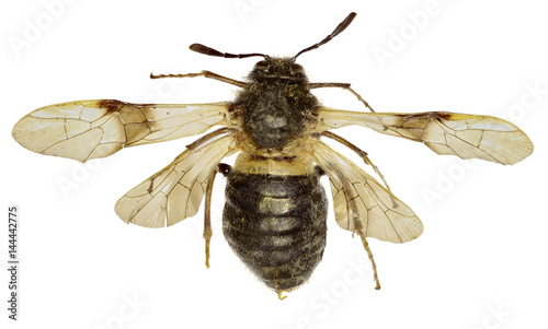 Honeysuckle sawfly Abia on white Background  -  Abia fasciata (Linnaeus, 1758)