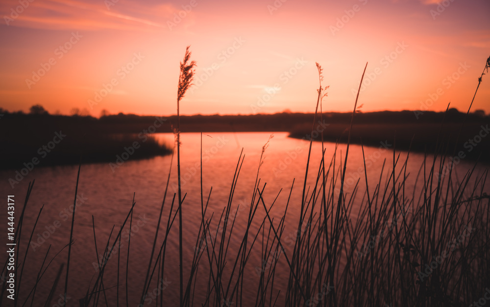 reeds set against sunrise