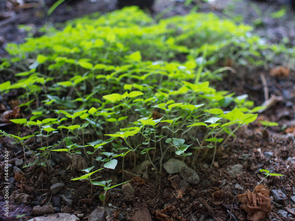Unwanted Flora on The Ground Unwanted Flora on The Ground