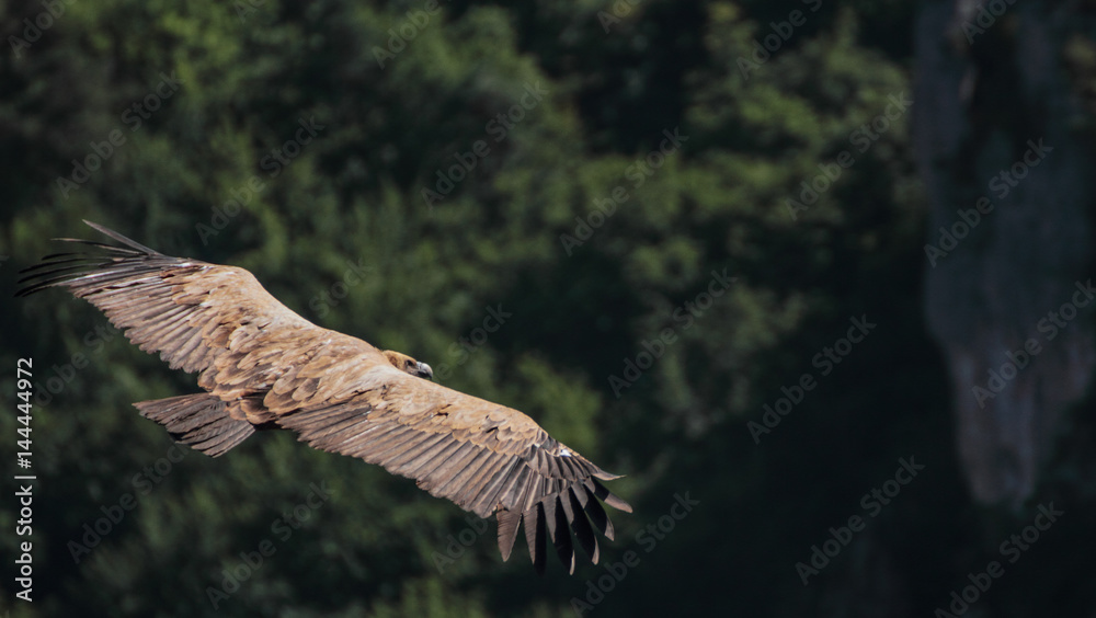 Fototapeta premium Vulture