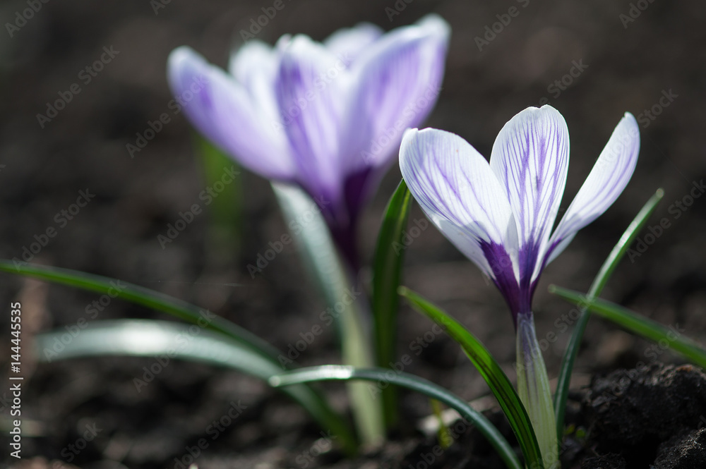 Crocus flowers in white color in group on dark background in springtime. Crocus flowers in white color in group on dark background in springtime.