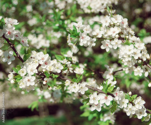 Blooming nature at sunny day. Flowering tree with white flowers. Young blossom plant in spring garden.