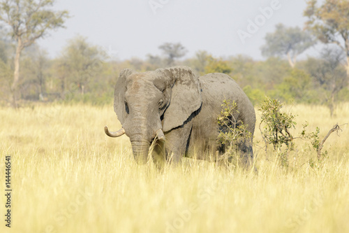 African Elephant (Loxodonta africana), feeding bull on savanna, Kruger national park, South Africa.