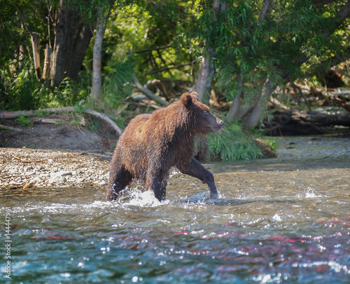 Kamchatka brown bear near the lake Dvukhyurtochnoe - Kamchatka, Russia photo