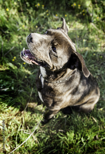 American bully dog © celiafoto