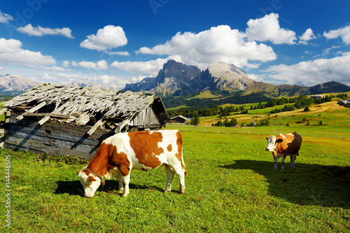 Cows in Seiser Alm, the largest high altitude Alpine meadow in Europe, stunning rocky mountains on the background. South Tyrol province of Italy.