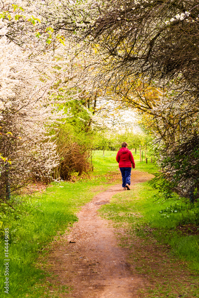 Woman walking on path under blooming trees