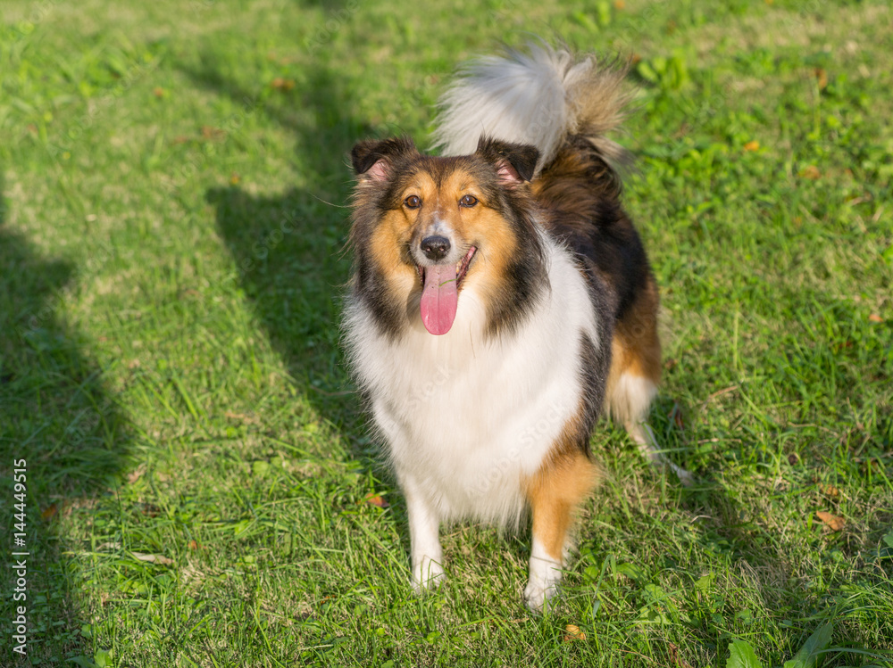 Dog, Shetland sheepdog, collie. Dog, Shetland sheepdog, collie.