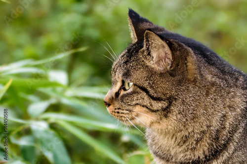 猫の横顔