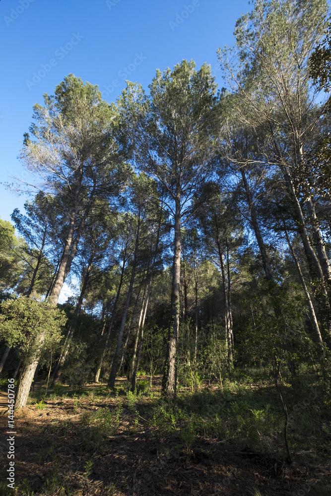 Volpelleres forest at Sant Cugat del Valles Barcelona Spain Volpelleres forest at Sant Cugat del Valles Barcelona Spain