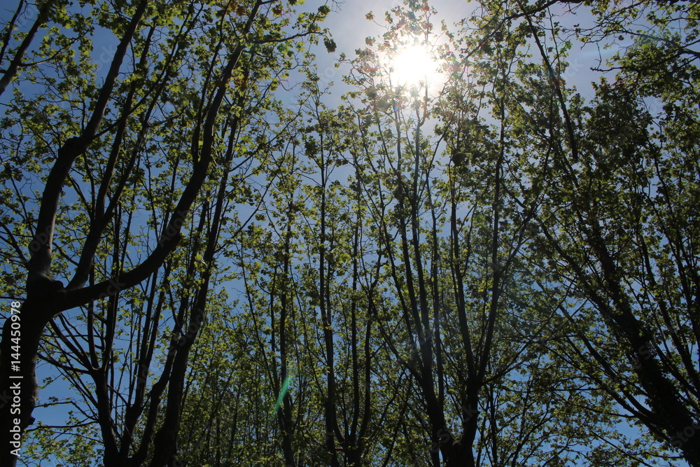 Fototapeta premium couché de soleil dans les arbres