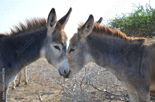 Two Donkeys in Love in Aruba