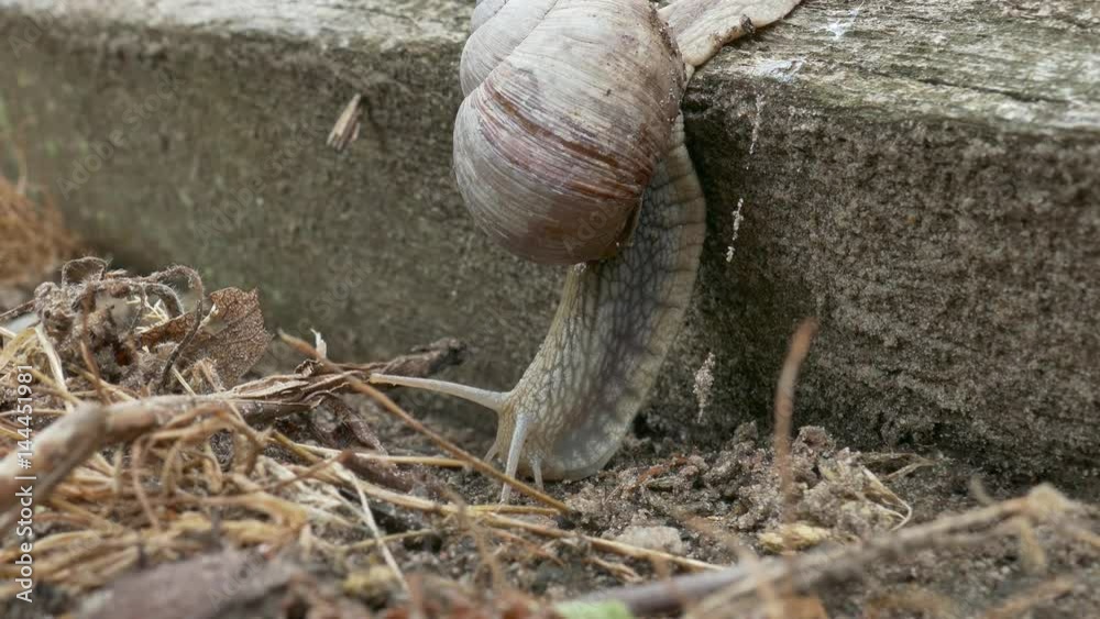 timelapse of snails moving under the ground timelapse of snails moving under the ground