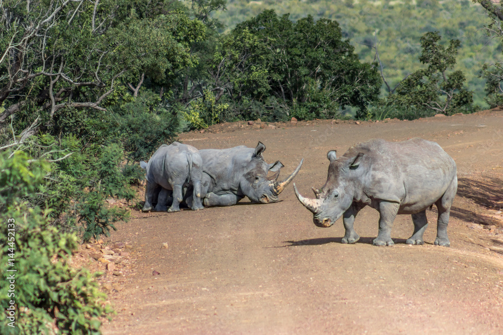 Fototapeta premium White rhinoceros ( Ceratotherium simum)