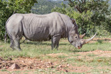 White rhinoceros ( Ceratotherium simum )