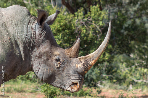 White rhinoceros with big horn