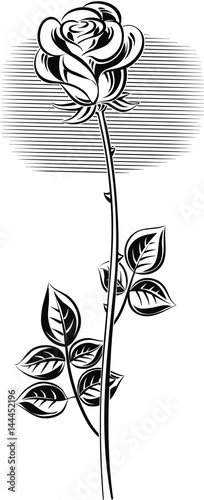 A rose with its stem and leaves.
