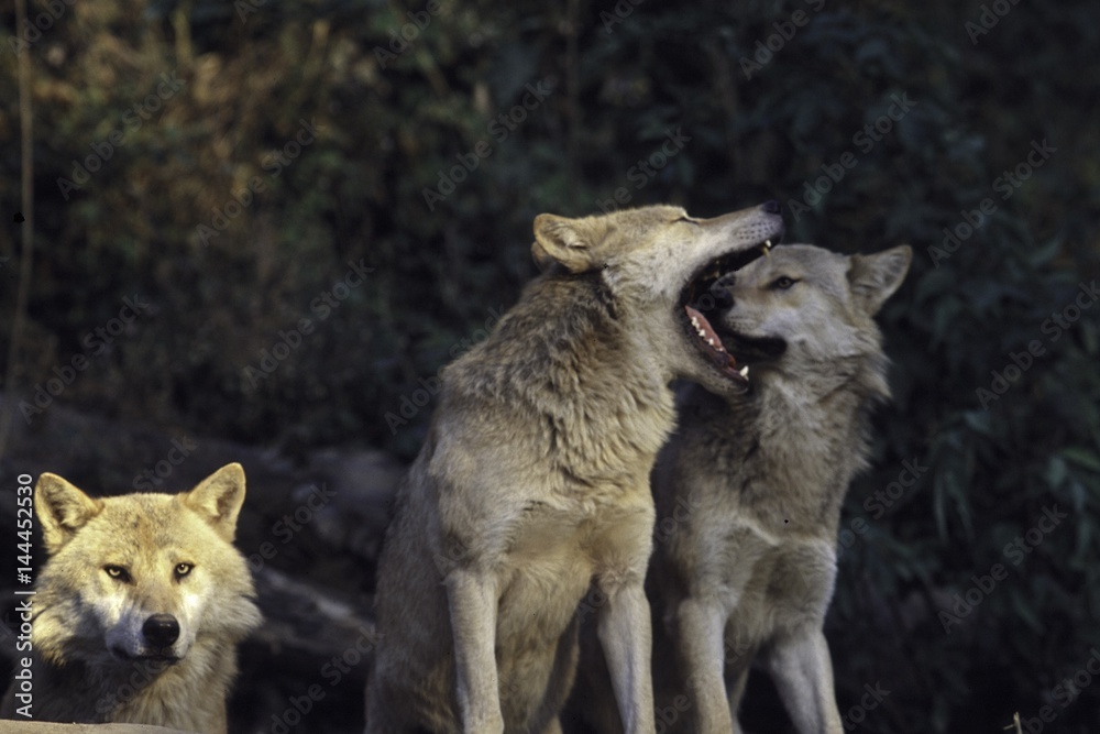 Fototapeta premium Wolfsrudel