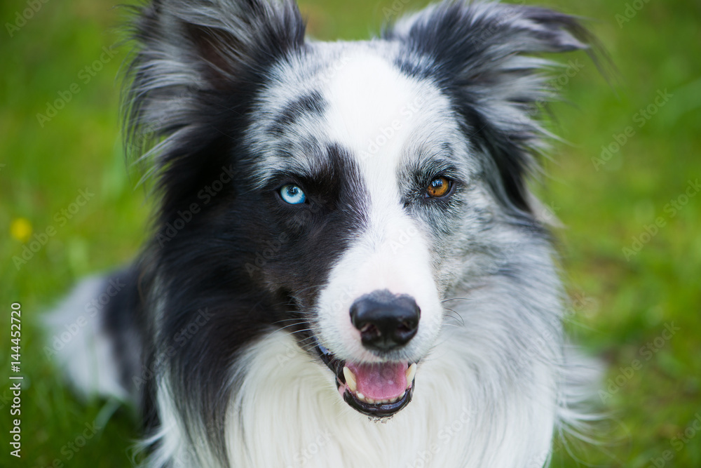 Border Collie