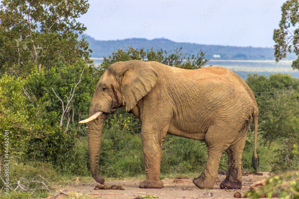 Fototapeta premium African bush elephant (Loxodonta africana)