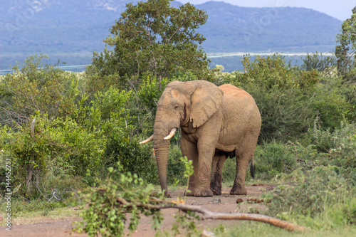 African bush elephant  Loxodonta africana 