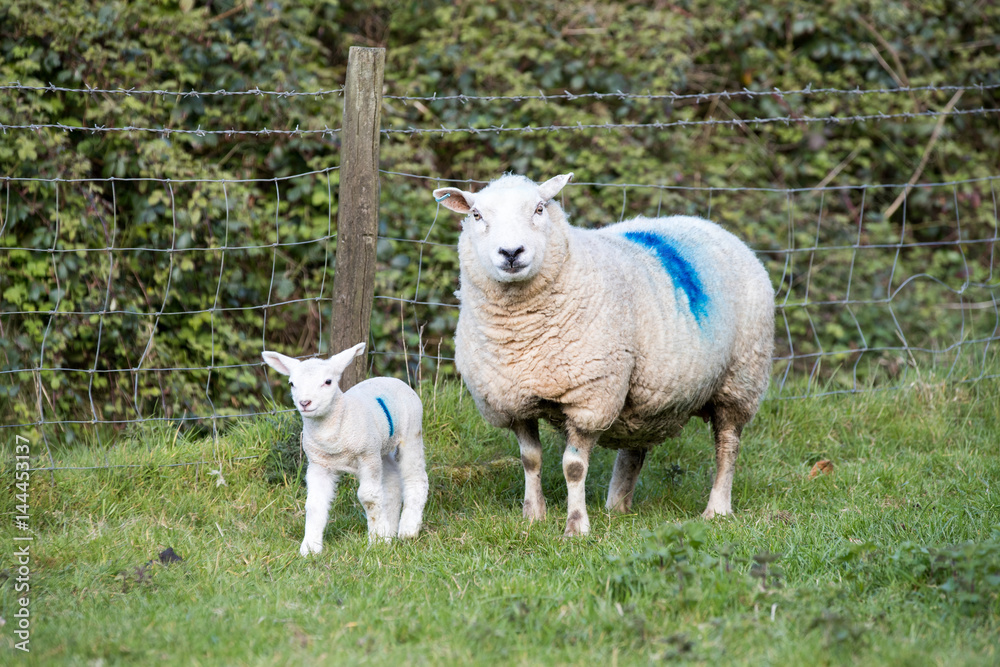 Mother ewe sheep and her lamb stood in a field Mother ewe sheep and her lamb stood in a field
