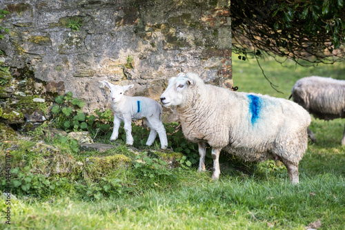 Lamb and its mother on a British farm outside