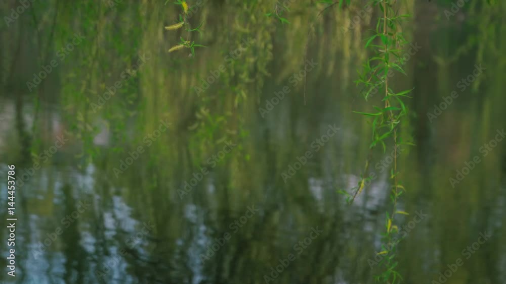 Weeping willow branch over river Weeping willow branch over river