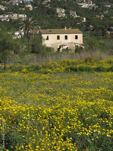 Mallorca blühendes Feld mit Finca