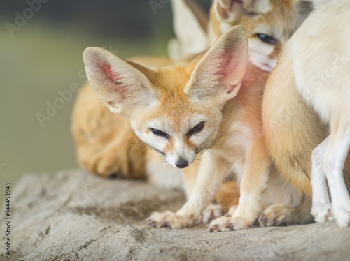Fennec fox   selective focus