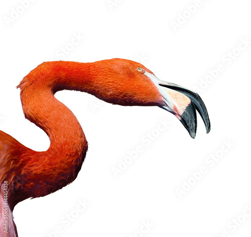 Closeup portrait pink flamingo - isolated on white background