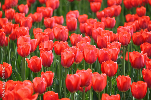 beautiful red tulips