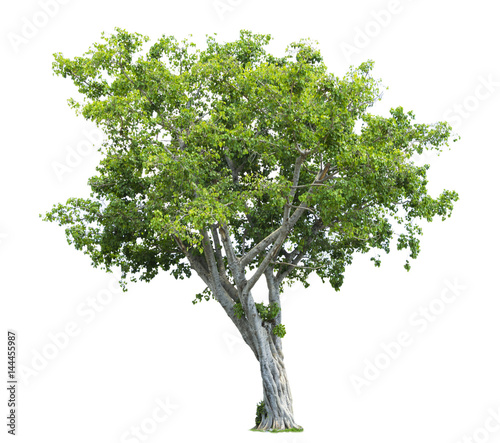 Bonhi Tree isolated on white background