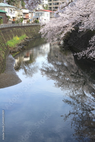 row of cherry blossom trees along Ooka river, Yokohama, Japan photo