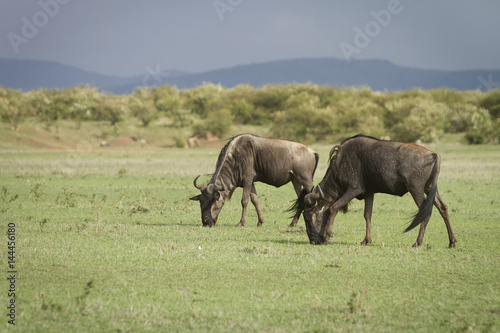 gnu che mangiano