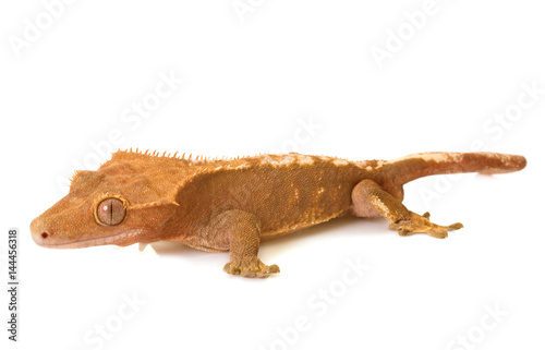 Crested gecko in studio