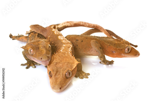 Crested gecko in studio