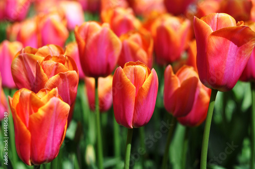 Beautiful bouquet of tulips