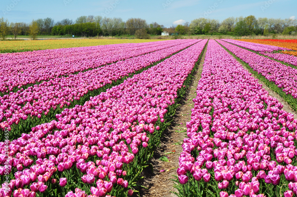 Huge and beautiful tulip fields. 