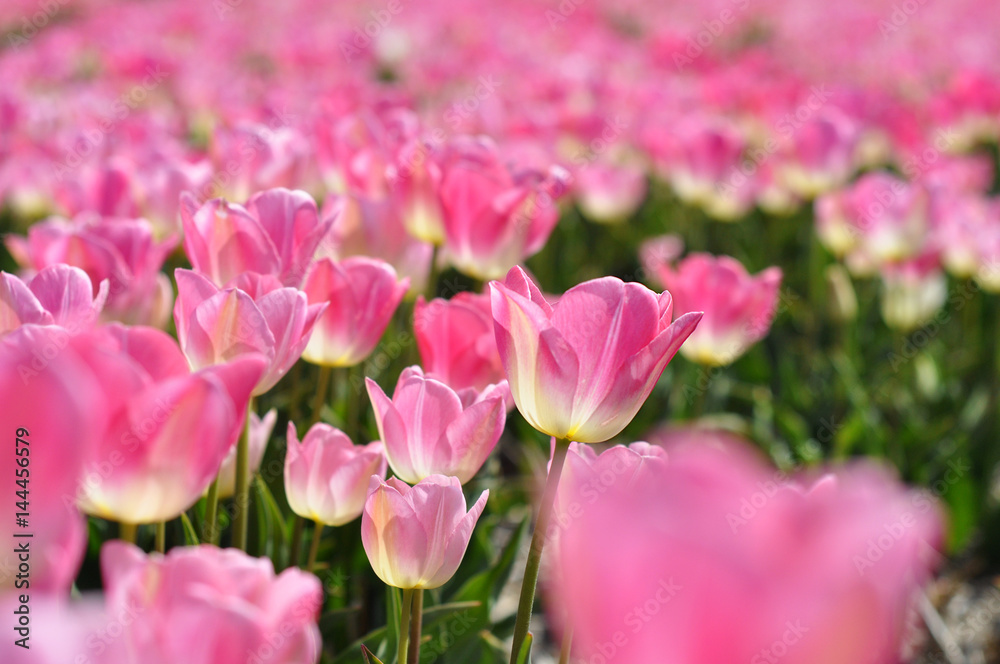 Field of pink tulips at the peak of their bloom