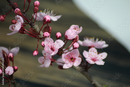 PRUNUS CERASIFERA/ `PISSARDII NIGRA`/cherry plum/myrobalan plum/This is branch of  ornamental cherry plum is popular in demand for its deep burgundy leaves, almost no maintenance.