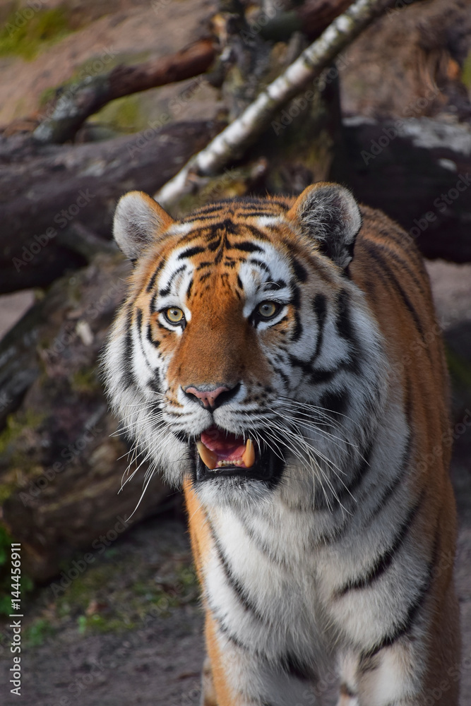 Close up portrait of Siberian Amur tiger Close up portrait of Siberian Amur tiger
