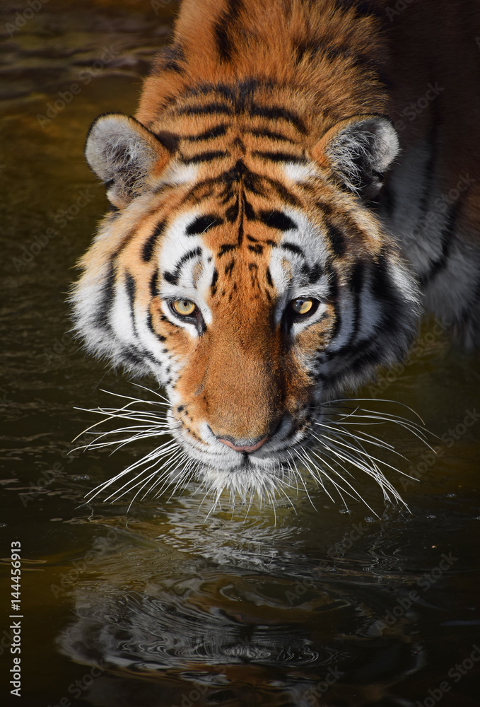 Obraz premium Close up portrait of Siberian Amur tiger