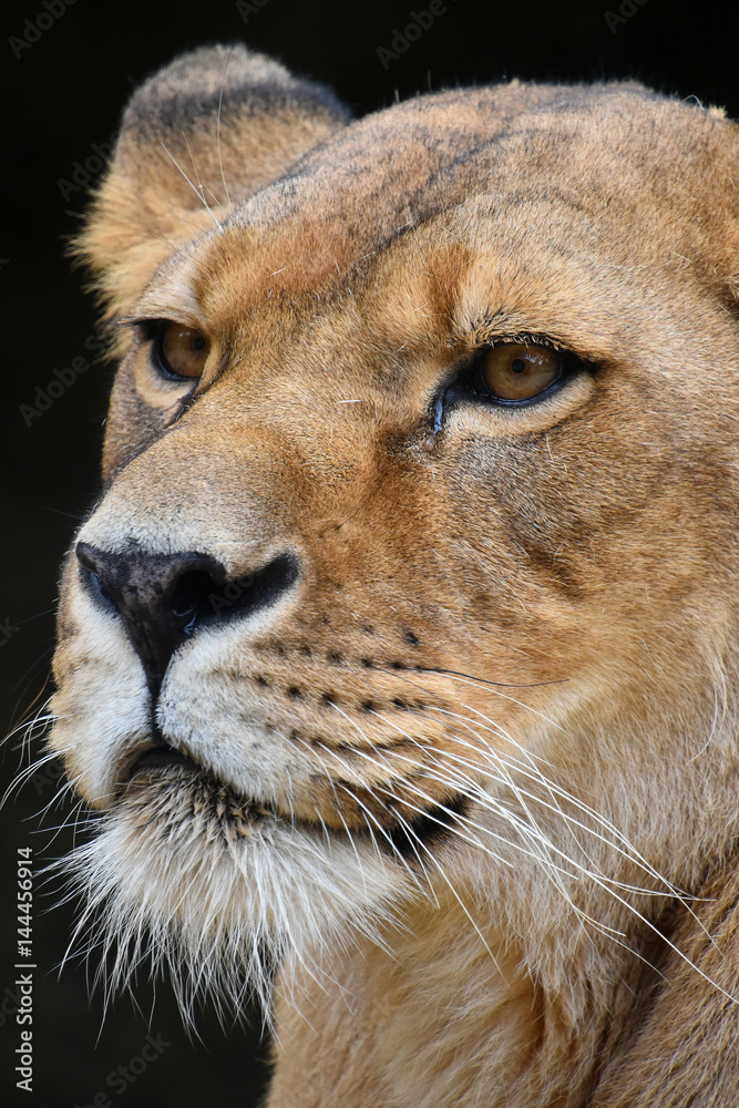 Close up side portrait of female African lioness Close up side portrait of female African lioness