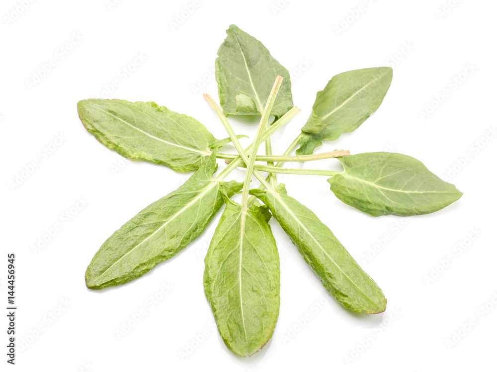 Obraz premium Fresh sorrel isolated