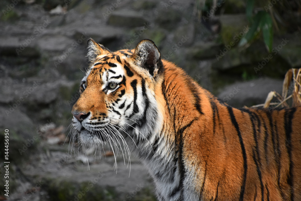 Close up side portrait of Siberian Amur tiger