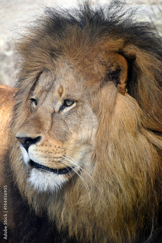 Close up side portrait of male African lion Close up side portrait of male African lion