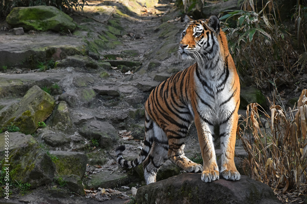 Obraz premium Siberian tiger stands alerted on the stone rock