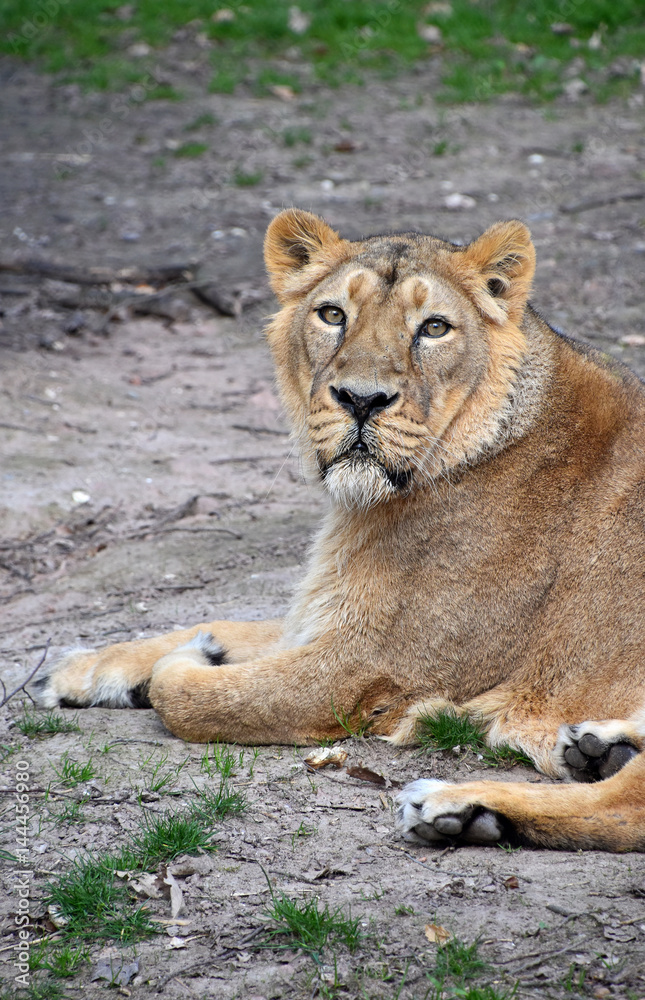 Obraz premium Close up side portrait of female African lioness